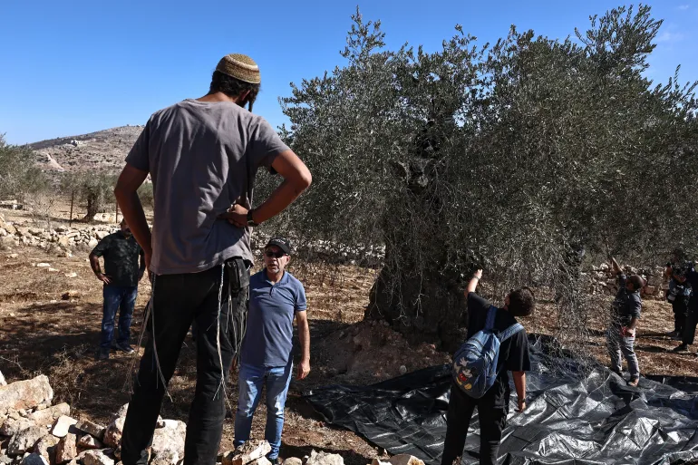 Israeli Army and Settlers Accused of Attacking Palestinian Olive Harvesters in the West Bank